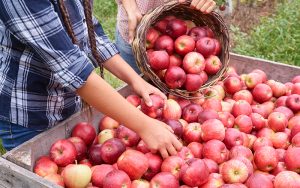 Zertifizierte Bio-Apfel-Produkte aus Südtirol und dem Trentino