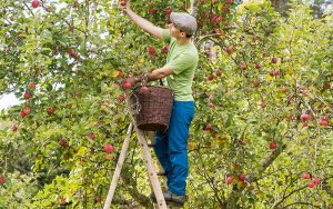 Endlich Erntezeit: Wolfra startet im September mit Apfel-Kampagne 2023