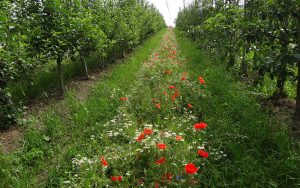 Öko-Apfelanbau: Förderung von Nützlingen durch Blühstreifen
